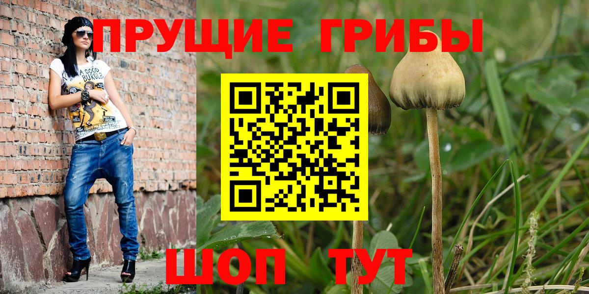 Галлюциногенные грибы Psilocybine cubensis Новороссийск
